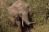 TANZANIA - Lake Manyara National Park - 05